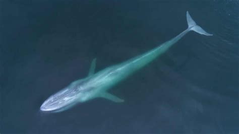 How Do Blue Whales Defend Themselves