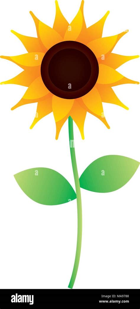 Sunflower Stem Stock Vector Images Alamy