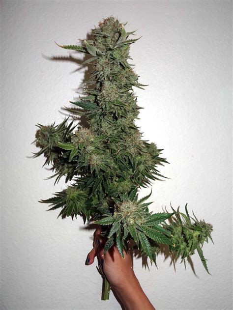 What Is The Optimal Height For Cannabis Plants Grow Weed Easy