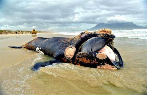 Southern Right Whale Ocean Treasures Memorial Library