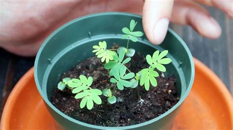 Epic Gardening Mimosa Pudica Shy Plant Moves When You