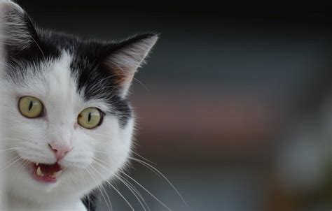 49 Funny Cat Videos The Pet Concierge