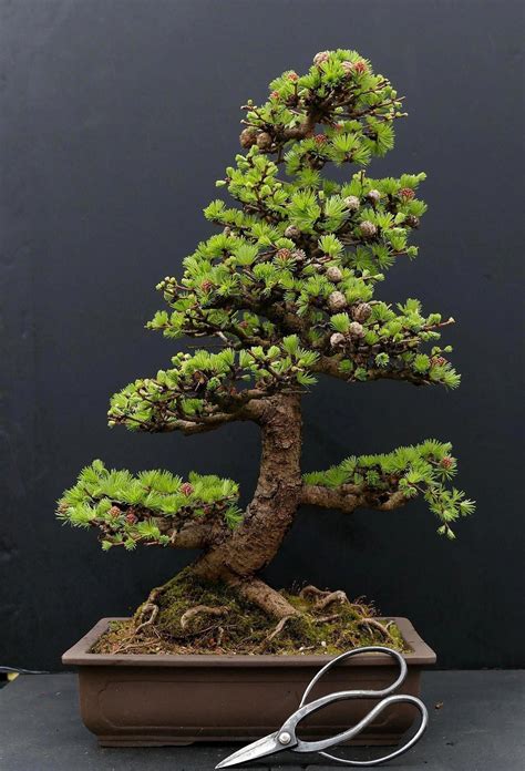 What Is The Best Indoor Bonsai Tree For Beginners Indoorbonsaitrees