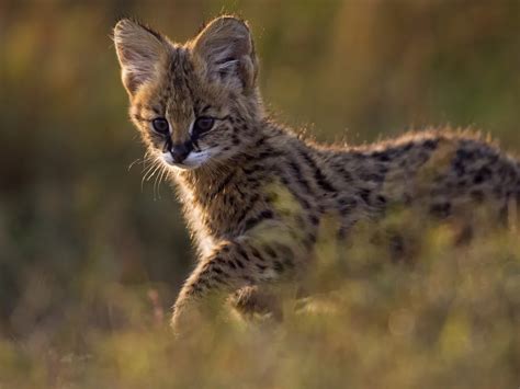 Ten Amazing Small Wild Cats Science Smithsonian Magazine