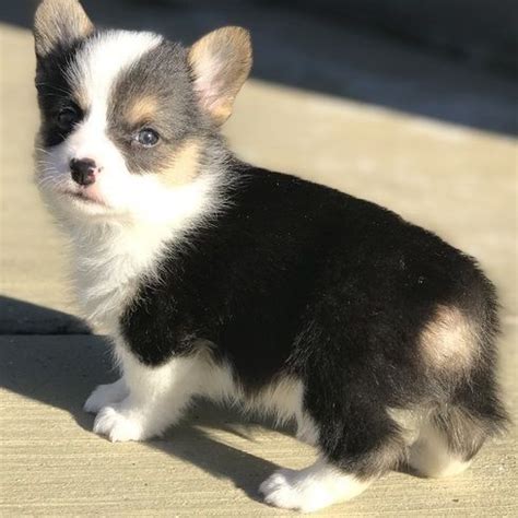 These adorable pups are available for adoption in eugene, oregon. Corgi Puppies For Sale | Northeast Portland, OR #286646