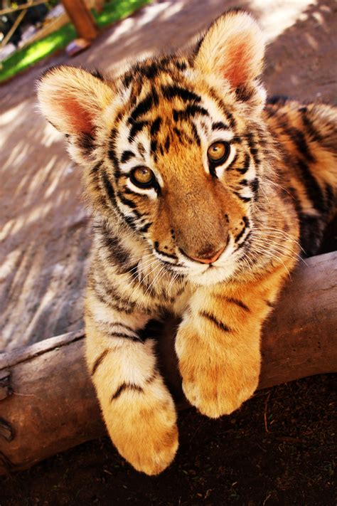 Pin By Pamela Raggl On Cute Animals Big Cats Wild Cats Tiger Art