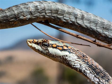 Vine Snake Thelotornis Capensis From Gauteng South Africa