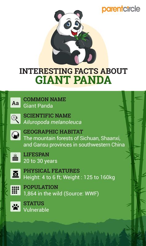 Facts About Giant Pandas For Kids Panda For Kids Panda Facts For