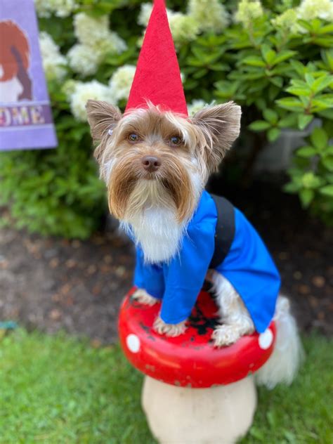 Custom Madeorder For Garden Gnome Dog Halloween Costume For Etsy