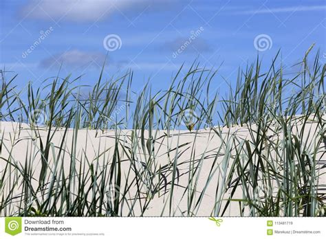 Wild Grasses Grow On Sandy Dunes Stock Image Image Of Beautiful
