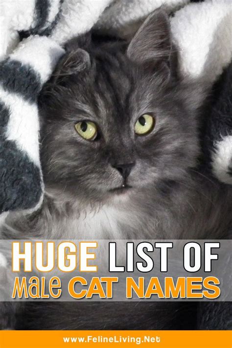 HUGE List Of Male Cat Names For Your Cat Kitten Names Boy Grey Cat