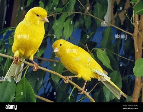 Yellow Canaries Serinus Canaria Domestica Stock Photo 111488404 Alamy