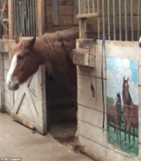 Horse Caught Unlocking His Stable Door With His Teeth And Escaping