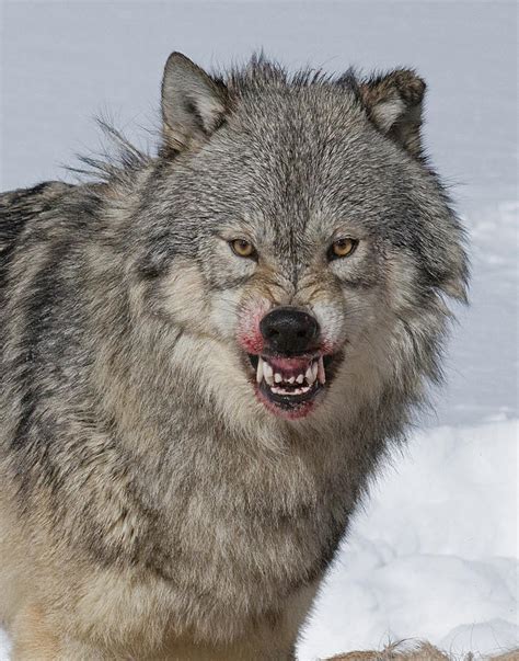 Wolf Guarding Kill Photograph By Howard Knauer Fine Art America