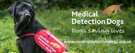 A Complete Guide To Medical Detection Dogs
