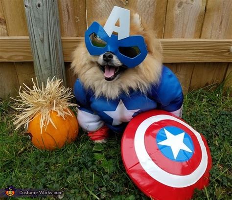 Niko Captain America Dog Costume Coolest Halloween Costumes