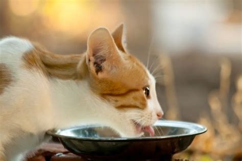 I had a cat growing up and that's what we fed her, so i never considered anything recently, i've been hearing that dry food is bad for cats because they don't get enough water in their diets. The Right Diet for Cats with Kidney Disease - The ...