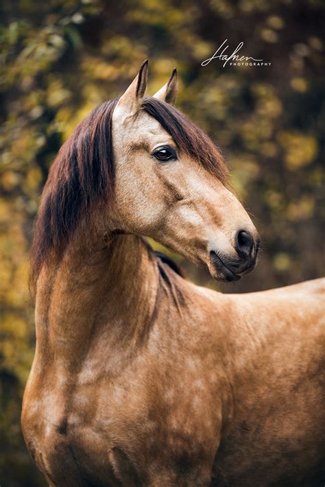 Denn schon im alten westen wurde das buckskin pony wegen seiner kräftigen gliedmaßen und eisenharten hufe sowie der fähigkeit. Andalusier Hengst in der Farbe Buckskin im Portrait ...