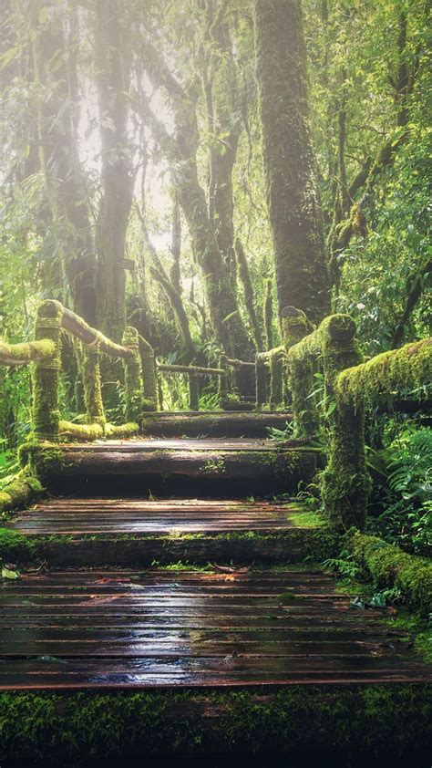 Nature Walkway Dense Forest Trees 1080x1920 Wallpaper Fotografie