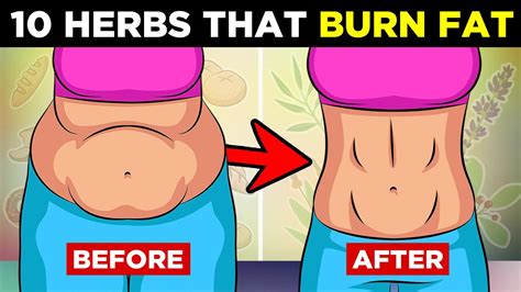 10 Herbs That Burn Belly Fat And Aid Weight Loss YouTube