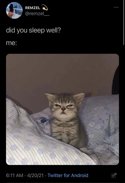 Download Funny Memes Sleepy Cat Tweet Pictures
