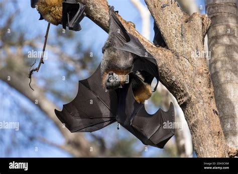 Grey Headed Flying Fox Roosting In Bat Camp Stock Photo Alamy