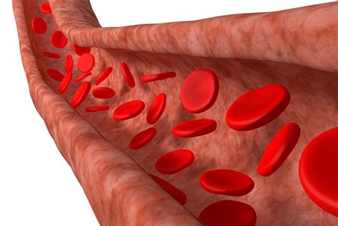 Network Of Miles Long Blood Vessels In Human Body