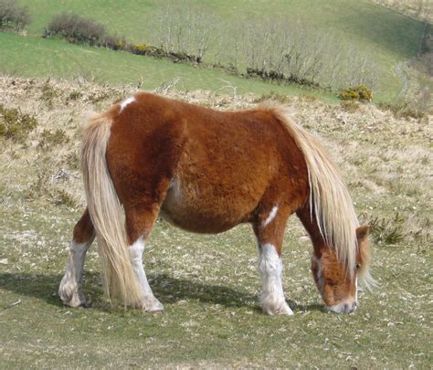 Filedartmoor Pony 2 Wikipedia