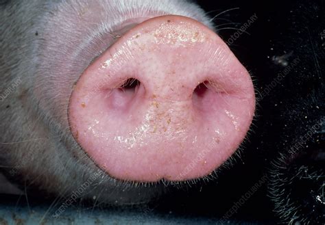 Pig Snout Stock Image E7640199 Science Photo Library