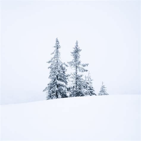 Portraits Of Winter Photographing Trees In Winter Whiteouts Petapixel