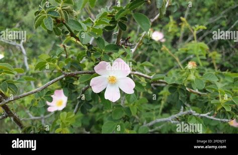 Wild Rose Bush With Light Pink Flowers With Lots Of Thorns Growing Near