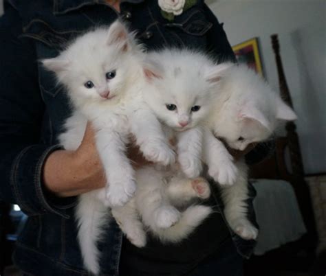 Ohhh A Bundle Of White Norwegian Forest Kittens Cute Overload