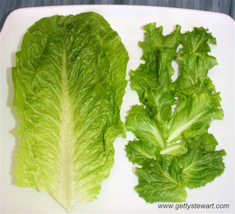 How To Regrow Romaine Lettuce From The Stem