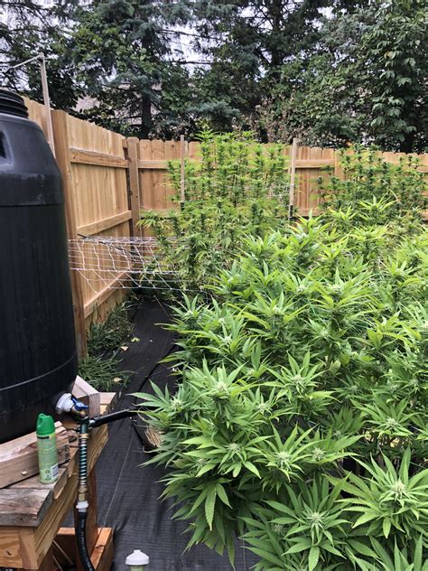 West Michigan Outdoor Grow | Grasscity Forums - The #1 Marijuana ...