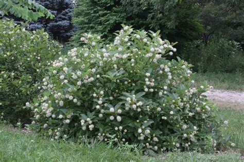 Cephalanthus Occidentalis Magical Moonlight Kolmoon Button Bush From