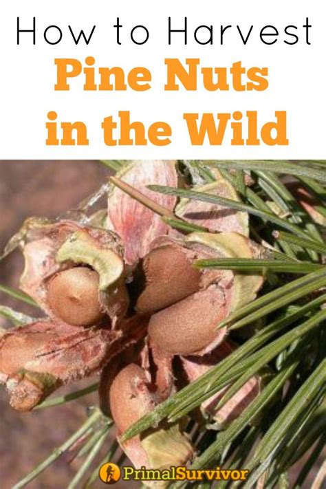 How To Harvest Your Own Pine Nuts In The Wild Edible Wild Plants
