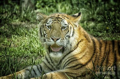 Tiger Posing Photograph By Thomas Woolworth Fine Art America