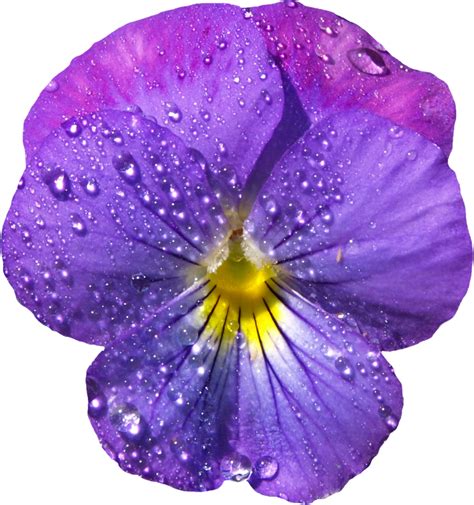 Violet Flower With Dew Png Clipart Gallery Yopriceville