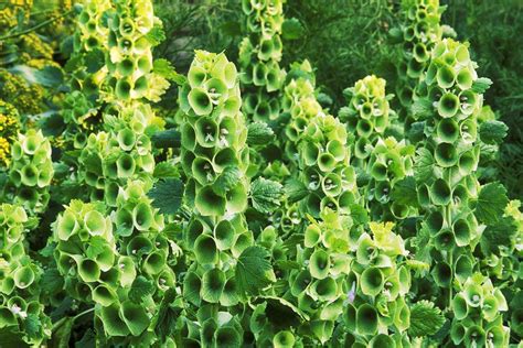 Deliver sentiments of a warm embrace and brighten their day with this beautiful arrangement. Bells of Ireland: Plant Care & Growing Guide