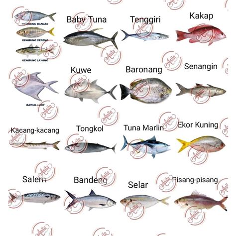 Macam Macam Ikan Laut Di Indonesia Renunganku Riset