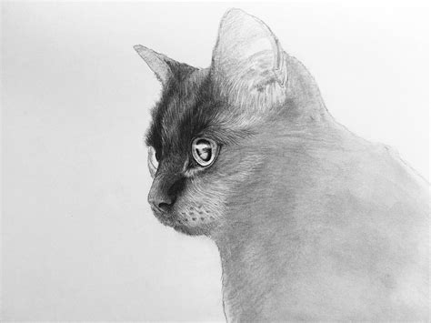 Pencil Drawing Black Cat On Behance