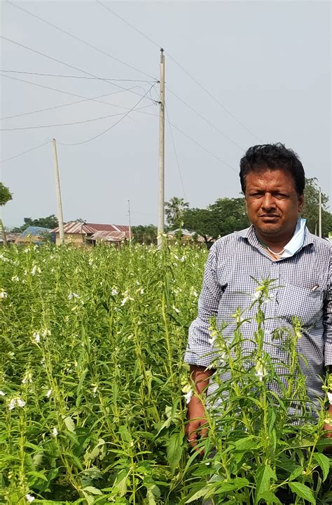 Sesame Farming Prospects Bright In Rajshahi As Farmers Reaping Benefits