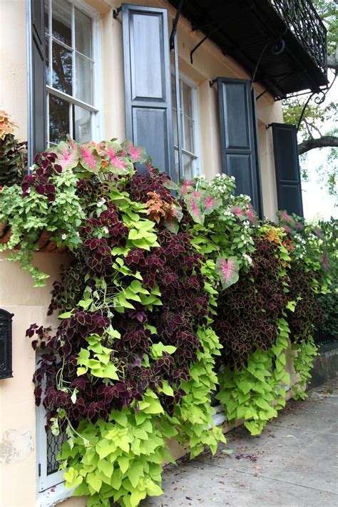 Once water is boiling, carefully add potatoes and cover to let cook for 15 minutes, or until fork tender. Window Box planted with lime green sweet potato vine (var ...