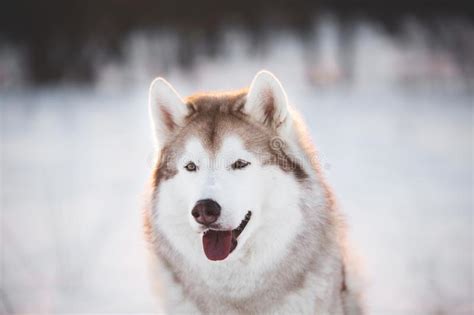 Cute Beautiful And Happy Siberian Husky Dog Sitting On The Snow In The