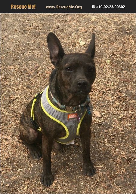 ADOPT 19022300302 ~ French Bulldog Rescue ~ Long Beach, CA