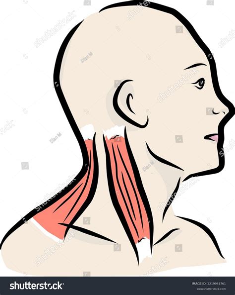 Neck Muscles Anatomy Vector Art Human Body Medical Illustration