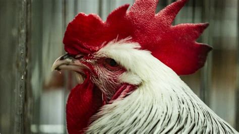 Rooster Kills Police Chief After Raid On Illegal Cockfight National Globalnewsca