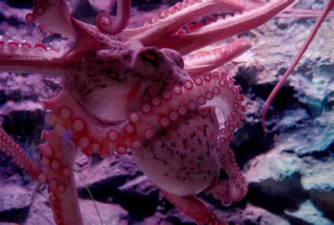 Spiteful Wild Octopuses Are Punching Fish By Alexander M Combstrong