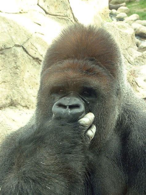 El Gorila Humano The Human Gorilla Flickr Photo Sharing