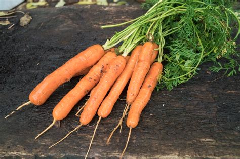 Bio M Hre Selbstversorgung Im Gartengem Sekiosk